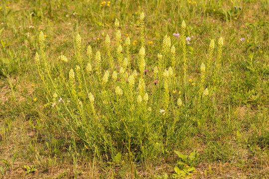 ż&oacute;łte kwiaty, rezeda ż&oacute;łta, Reseda lutea