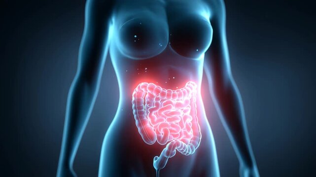 人間の大腸のイラストレーション動画｜消化器系の疾患、炎症、痛みを表現