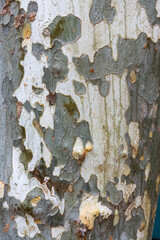 Abstract natural texture of peeling plane tree bark with camouflage pattern organic background for graphic design and architectural visualization
