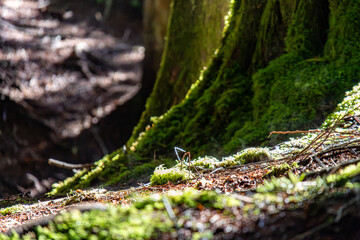 Close up of green moss and forest floor debris illuminated by sunlight at Alice Lake Provincial Park Squamish Canada