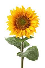 Bright sunflower with large yellow petals, green stem, and textured center