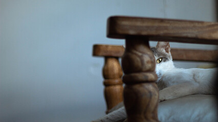 La mirada curiosa de un gato © Camila