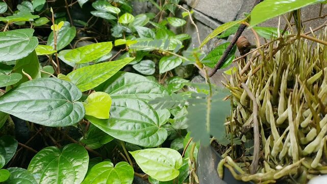 Fresh Green Climbing Plant with Visible Roots Growing in Garden