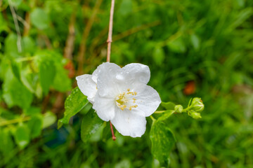 雨上がりの白いバイカウツギ 水滴がついた清楚な花と瑞々しい緑の葉