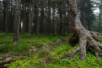Obraz premium Foggy Day Hiking in Oswald West State Park, near Seaside, Oregon
