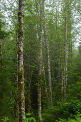 Fototapeta premium Foggy Day Hiking in Oswald West State Park, near Seaside, Oregon