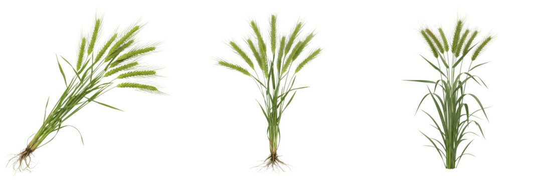 Set tanaman padi hijau atau gandum dengan akar, terisolasi pada latar belakang putih.