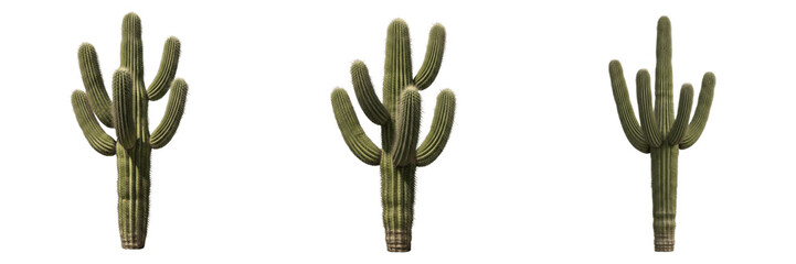 Set of isolated Saguaro cactus plants on white background © Wazir