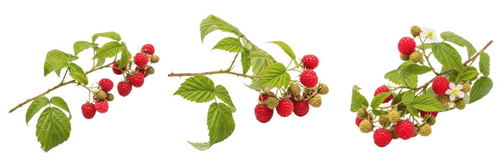 Isolated fresh raspberry branches with ripe red berries and green leaves on white background © Wazir