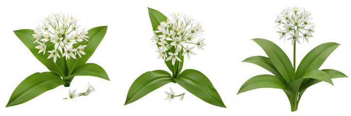 Title: Isolated wild garlic flowers with green leaves on white background