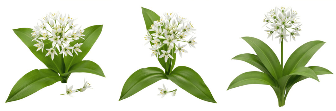 Title: Isolated wild garlic flowers with green leaves on white background
