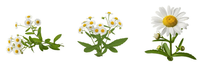 Fototapeta premium Title: Isolated white daisy flower clusters and single plant on a transparent PNG background