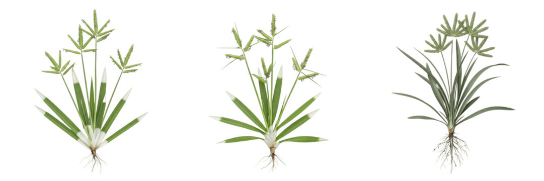 Umbrella Sedge Botanical Illustration - Detailed Cyperus Alternifolius Specimen with Roots and Geometric Green Fronds Isolated on White