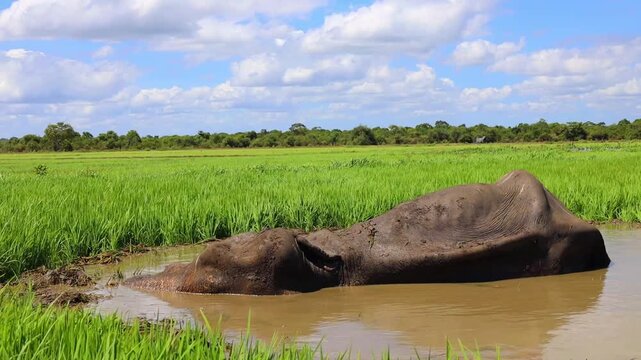 Dead Asian elephant carcass lying in a muddy pond in a green field - 4K Ultra HD