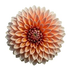 A close-up, top-down view of a fully bloomed dahlia flower with delicate, layered petals in shades of peach and cream.