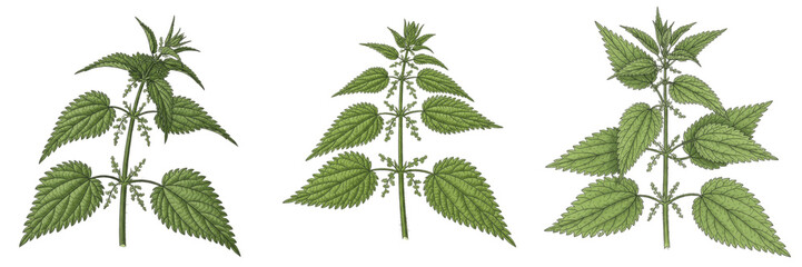 Dandelion Botanical Art Print Set - Realistic Taraxacum Officinale Illustration with Root System for Herbalists, Nature Lovers, and Vintage Science Decor - Set of 3 Botanical Studies © Wazir