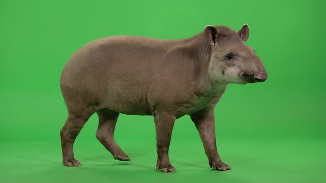 South American tapir wildlife calm nature rare animal presence biodiversity conservation eco tropical rainforest species adaptation survival discovery research on green screen background