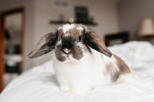 A cute holland lop bunny sitting on a bed