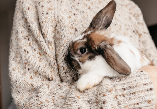 A woman holding a cute holland lop bunny. 