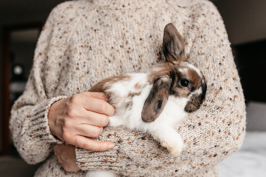 A woman holding a cute holland lop bunny. 