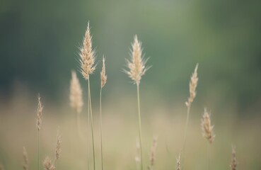 Fototapeta premium Dry grass stalks with feathery tops sway gently. Soft focus background offers muted green and beige tones. Minimalist nature scene ideal for calm designs.