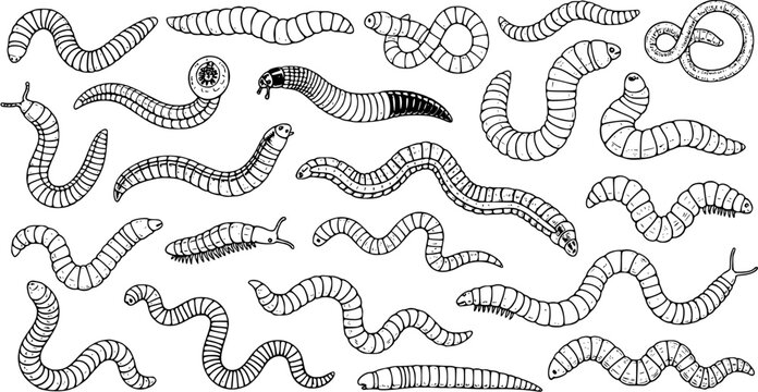 Hand drawn outline illustration collection of various worms, caterpillars, millipedes, and other segmented invertebrate creatures. Sketchy black and white doodle set for nature and biology themes.