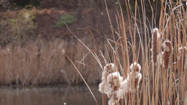 Cattail fluff floating on the air and cattail plants and grass sway in the wind in fall.