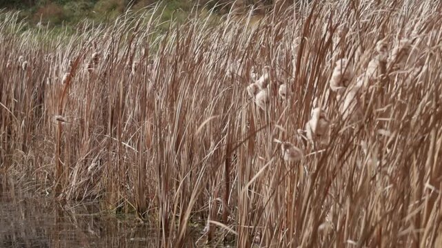 Watching the wind blow dried cattail plants along a pond edge