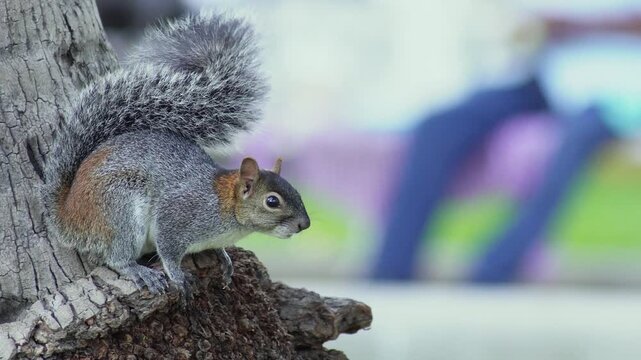 Mexican gray squirrel on a tree trunk in an urban park.