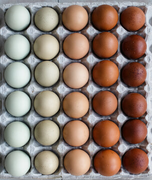 Colorful farm fresh eggs from different breeds of chickens.