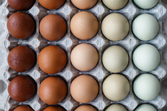 Colorful farm fresh eggs from different breeds of chickens.