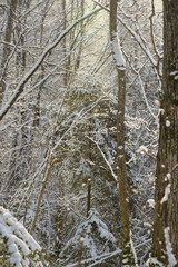 Snow Covered Forest in Winter Sunlight