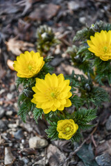 福寿草　forked-stem adonis