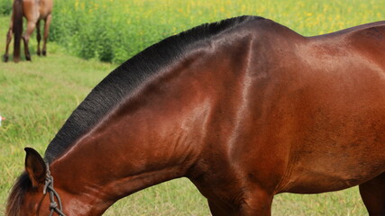 Horse's erect mane. A erect black horse's mane is a sign of alertness or excitement on a green grass background with selective focus. © kanin