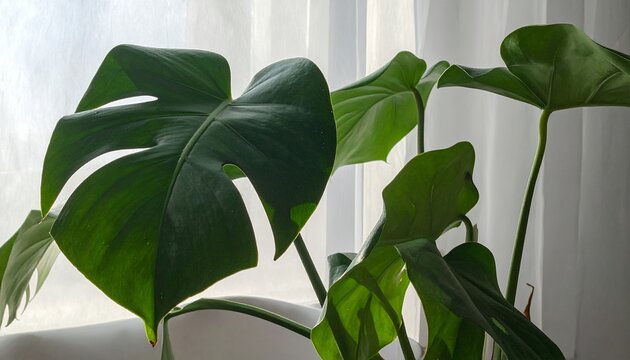 Primer plano de hojas verdes de Monstera deliciosa con luz suave de fondo en interiores.