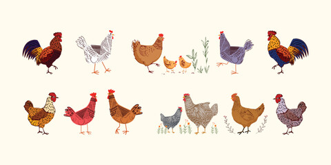 Set of chickens, hen, rooster, chick hand drawing vintage retro style vector illustration. Poultry farm animals collection isolated on background. © Suryadi