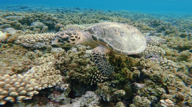 Close up of Green Sea Turtle floating above Coral Reef 