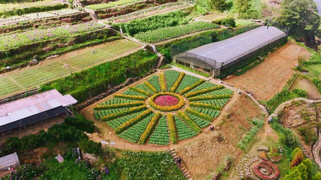 Drone flies low over terraced flower fields and tilts up to sunny mountains