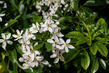White Choisya ternata (Mexican orange blossom) flowers blooming among glossy green leaves in sunlight.