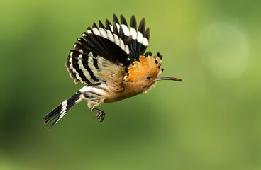 Eurasian hoopoe bird in early morning light ( Upupa epops ) © Piotr Krzeslak