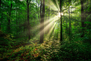 Obraz premium Sunny morning in the forest