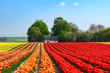 Naklejka premium Field full of colorful tulips
