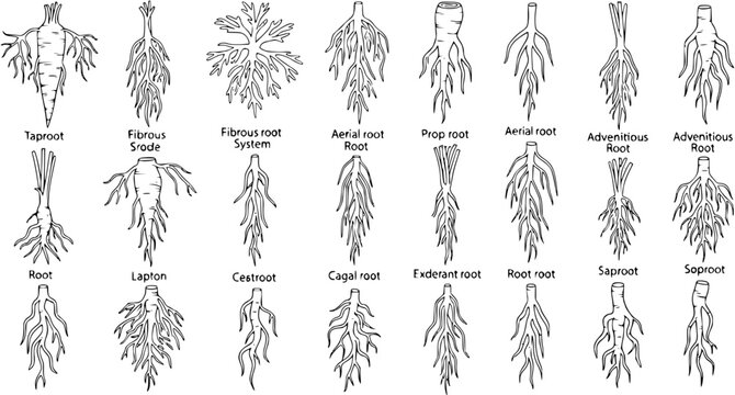 Botanical Illustration of Diverse Plant Root Systems. Detailed Line Drawings of Various Root Morphology Types: Taproot, Fibrous, Adventitious, Aerial, Prop Roots, and Others.