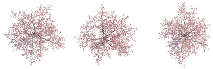 Prunus dulcis tree plan, top view, cutout, transparent background, isolate, Detailed aerial view of a vibrant blooming cherry blossom tree in spring season. © Peter Hai