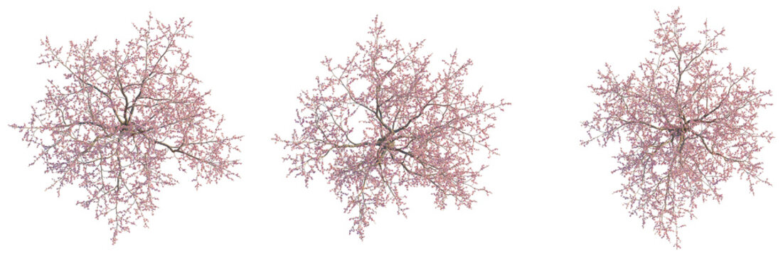 Prunus dulcis tree plan, top view, cutout, transparent background, isolate, Detailed aerial view of a vibrant blooming cherry blossom tree in spring season.