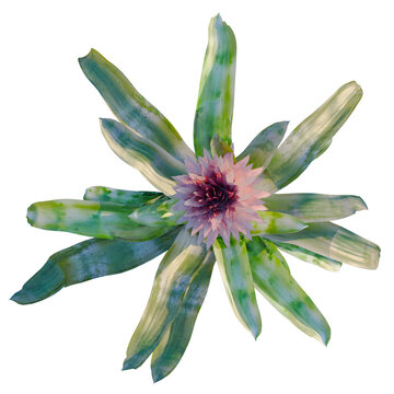 Aechmea fasciata tree plan, top view, cutout, transparent background, isolate, Vibrant bromeliad plant close-up, lush tropical foliage, vibrant colors, detailed texture, nature's beauty.