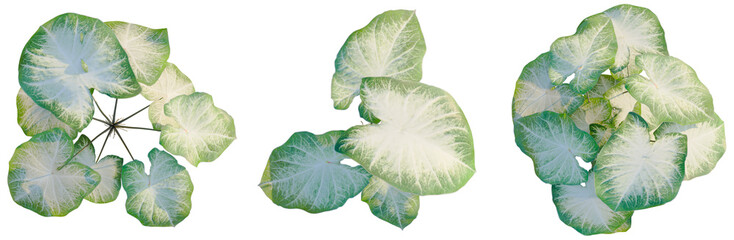 Caladium Aaron tree plan, top view, cutout, transparent background, isolate, Delicate Fern Leaf...
