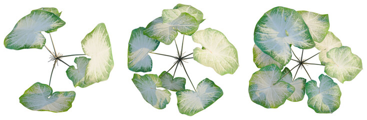 Caladium Aaron tree plan, top view, cutout, transparent background, isolate, Delicate fern leaf close-up, intricate vein structure, natural textures, botanical detail, organic design © Peter Hai