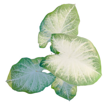 Caladium Aaron tree plan, top view, cutout, transparent background, isolate, Alocasia Lauterbachiana Plant Leaf Close-Up, Detailed Texture, Natural Beauty, Tropical Foliage