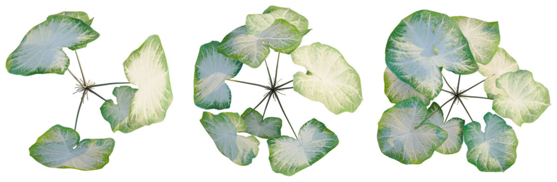 Caladium Aaron tree plan, top view, cutout, transparent background, isolate, Delicate fern leaf close-up, intricate vein structure, natural textures, botanical detail, organic design
